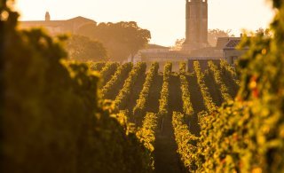 Viinipalsta: Bordeaux vihertyy