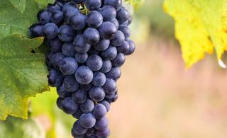 Viinipalsta: Cabernet Franc