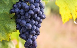 Viinipalsta: Cabernet Franc