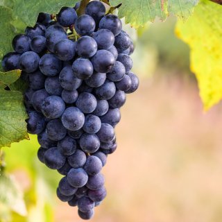Viinipalsta: Cabernet Franc