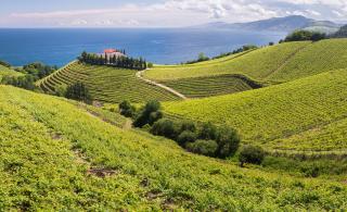 Viinipalsta: Baskimaan erikoisuus