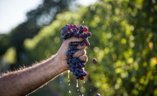 Viinipalsta: Valkoviiniä punaisista rypäleistä
