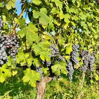 Viinipalsta: Purevaa hienostuneisuutta