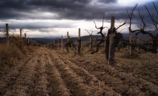 Viinipalsta: Tarhat sodan keskellä