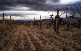 Viinipalsta: Tarhat sodan keskellä
